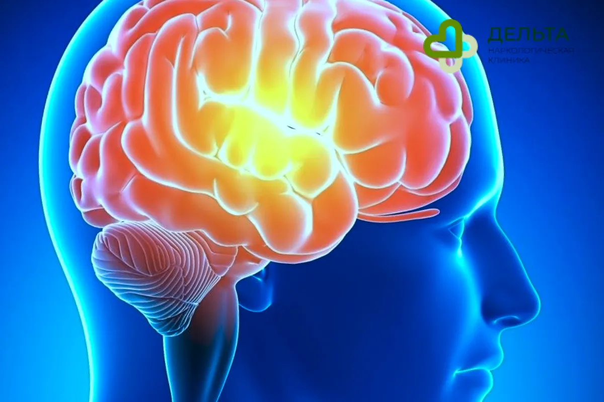 Мозг человека